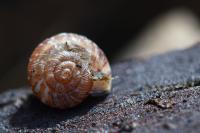 Xeroplexa intersecta