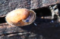 Trochulus hispidus