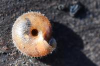 Trochulus hispidus