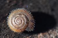 Trochulus hispidus