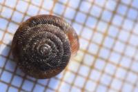 Gonyodiscus rotundatus