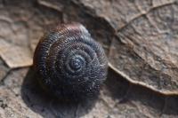 Gonyodiscus rotundatus