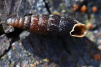 Clausilia bidentata