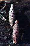 Clausilia bidentata