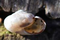 Monacha cartusiana