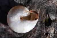 Monacha cartusiana