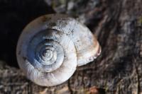 Monacha cartusiana