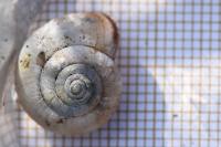 Monacha cartusiana