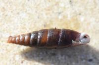 Cochlodina laminata
