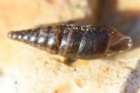 Cochlodina laminata
