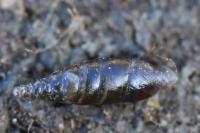 Cochlodina laminata