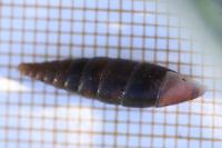 Cochlodina laminata