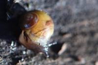 Vitrina pellucida