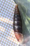 Cochlodina laminata