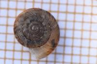 Xeroplexa intersecta