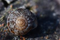 Xeroplexa intersecta