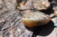 Xeroplexa intersecta