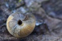 Xeroplexa intersecta