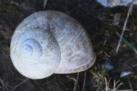 Helix pomatia