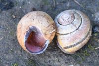 Cepaea nemoralis