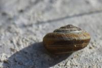 Cernuella
