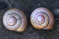 Cepaea nemoralis