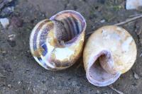 Cepaea nemoralis