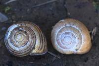 Cepaea nemoralis