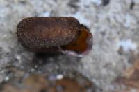 Helicodonta obvoluta