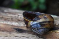 Cepaea nemoralis