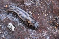 Limax maximus