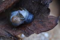 Semilimax pyrenaicus