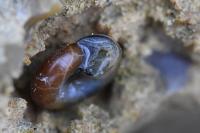 Aegopinella nitidula