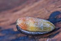 Arion hortensis