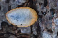 Arion subfuscus