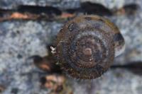 Trochulus hispidus