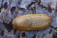 Arion subfuscus