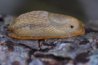 Arion subfuscus