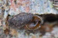 Trochulus hispidus