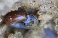 Aegopinella nitidula
