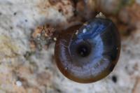 Aegopinella nitidula