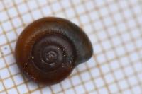 Aegopinella nitidula