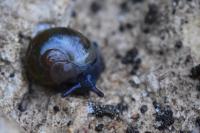 Semilimax pyrenaicus