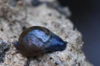 Semilimax pyrenaicus