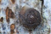 Trochulus hispidus