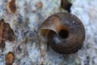 Trochulus hispidus