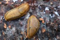 Arion subfuscus