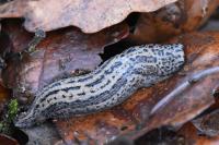 Limax maximus