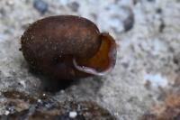 Helicodonta obvoluta