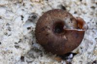 Helicodonta obvoluta